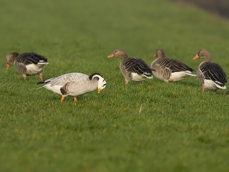 Anser Indicus Indische Gans Bar-headed Goose